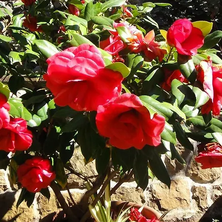 Vera * Mošćenička Draga