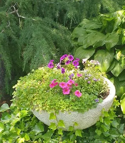 Vera *